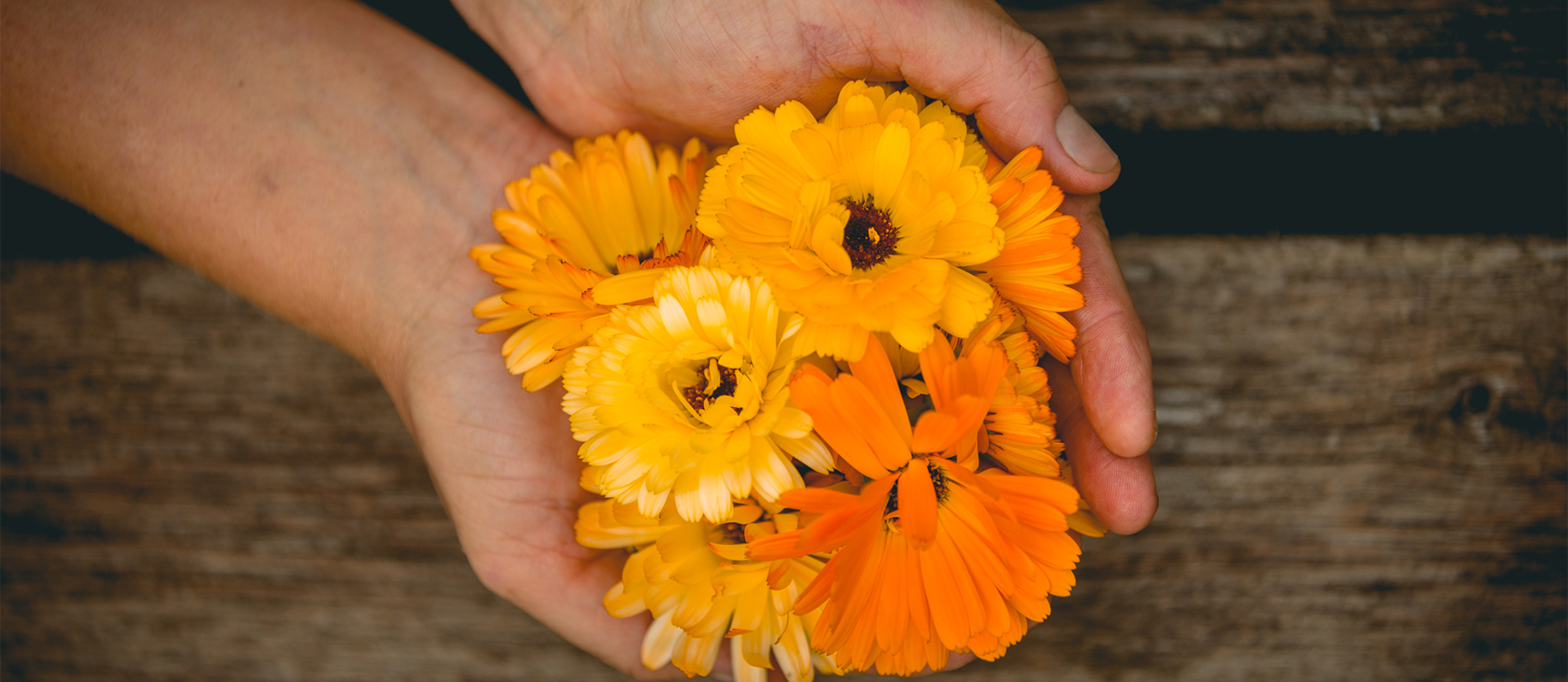 ringblommor_i_handen_cropped